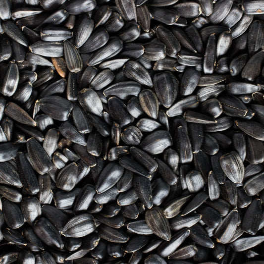Close-up of black oil sunflower seeds, premium heirloom seeds for home gardens, pollinator-friendly landscapes, and attracting wild birds.