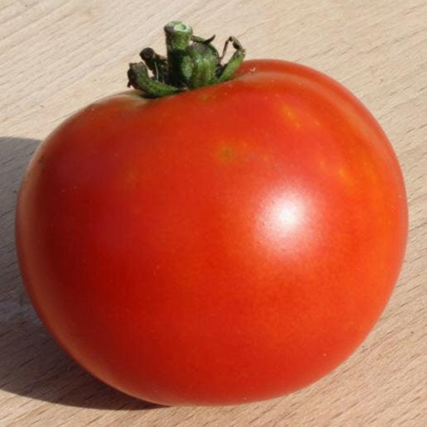 Bowen Buckeye Tomato
