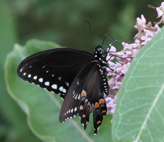 Butterfly on a pink flower with green leaves in the background