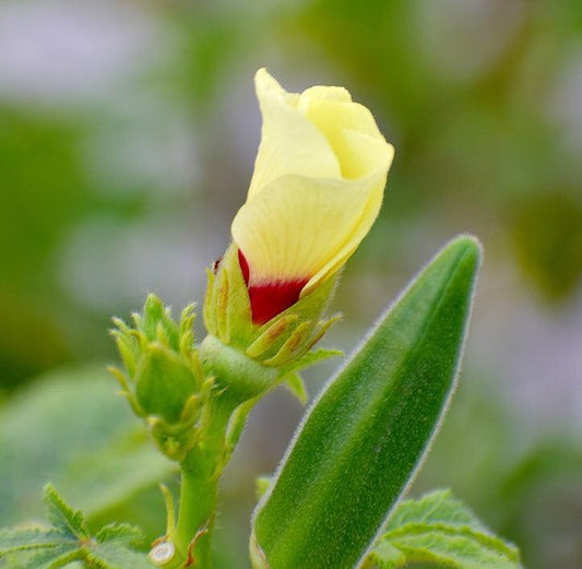 Clemson Spineless Okra - Cheap Seeds, LLC