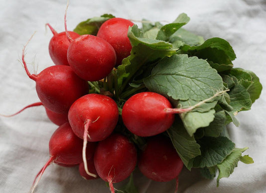 Crimson Radish - Cheap Seeds, LLC