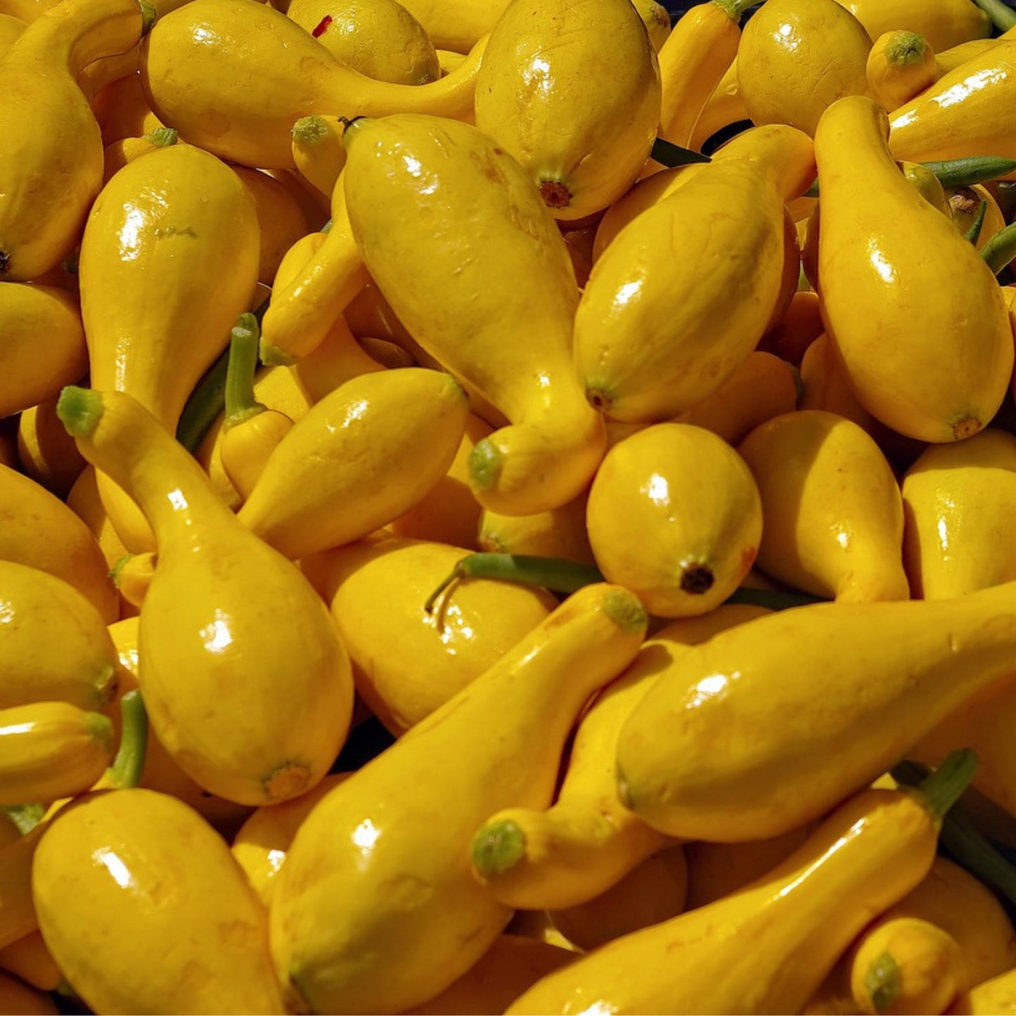 Close-up of freshly harvested Crookneck Summer Squash, showing yellow curved fruits ready for home garden use or cooking.