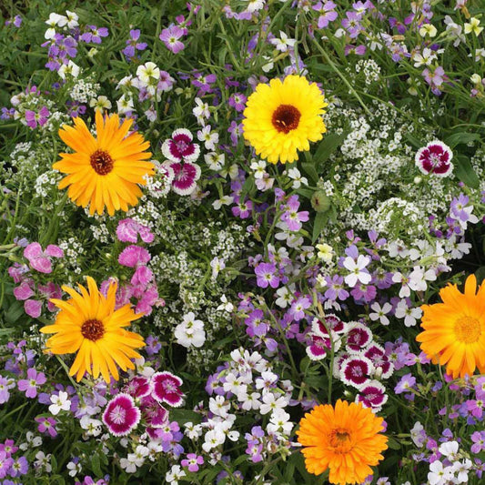 Fragrant Seed Mixture