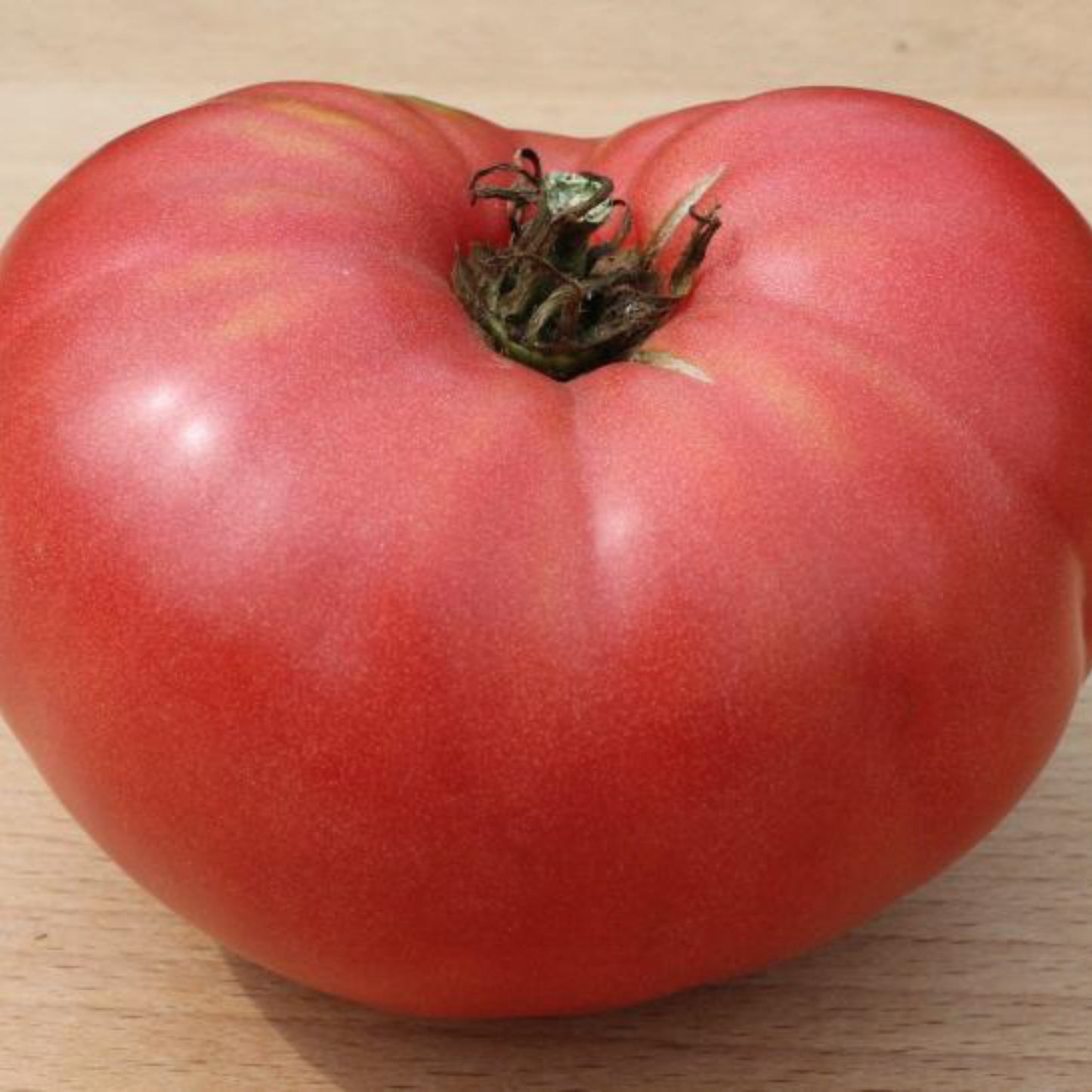 Giant Belgium Tomato
