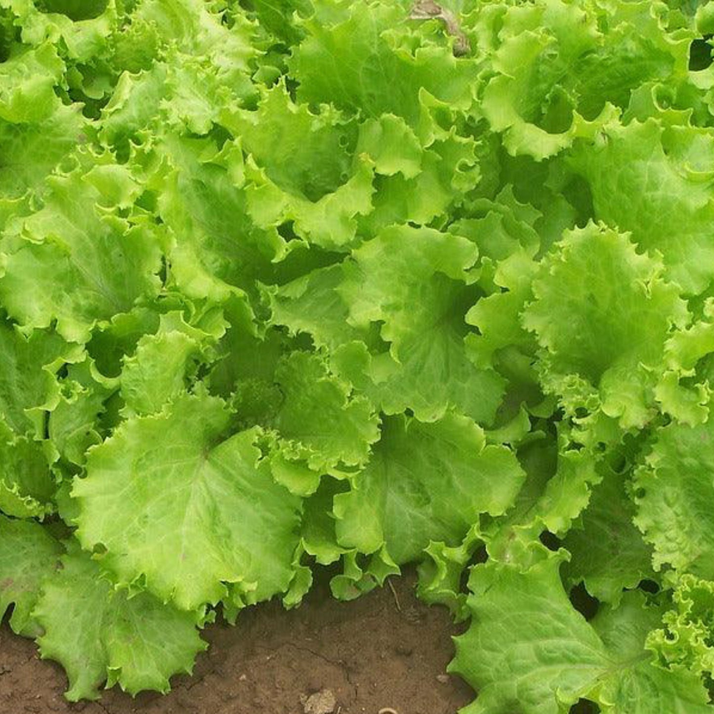 Grand Rapids Leaf Lettuce