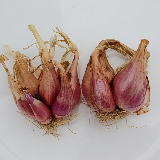 I’itoi Multiplying Onion Bulbs