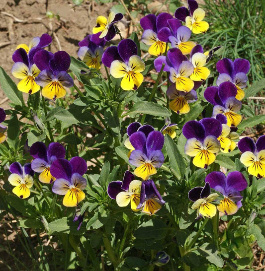 Johnny Jump Up Viola - Cheap Seeds, LLC