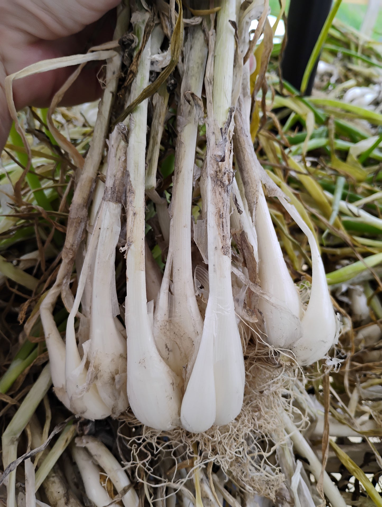 Large cluster of White Multiplying Onions showing how the bulbs multiply underground.