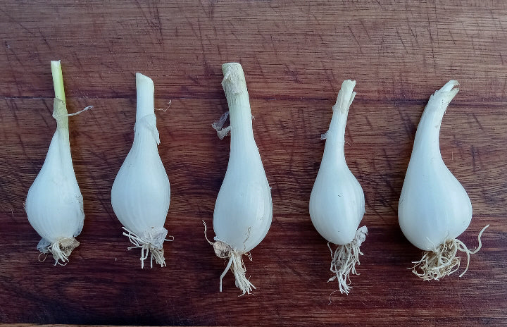 Louisiana Evergreen Shallots (Heirloom Multiplying Onions)