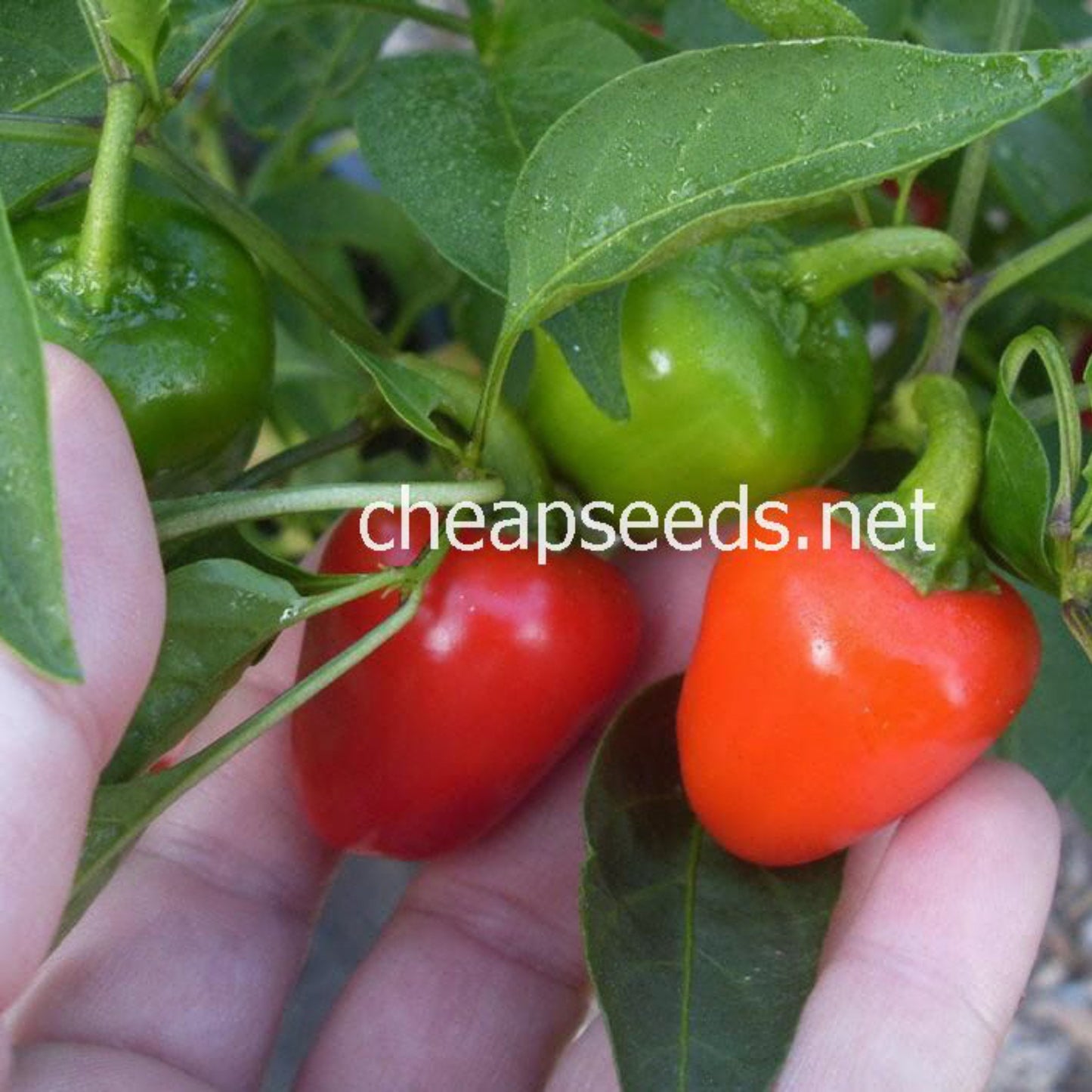 Hand holding green, red, and orange Mini Belle sweet peppers showing the small size of mature peppers growing on compact plants.