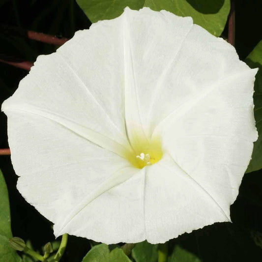 A close-up image of a large white moonflower with a yellow center, surrounded by green foliage.