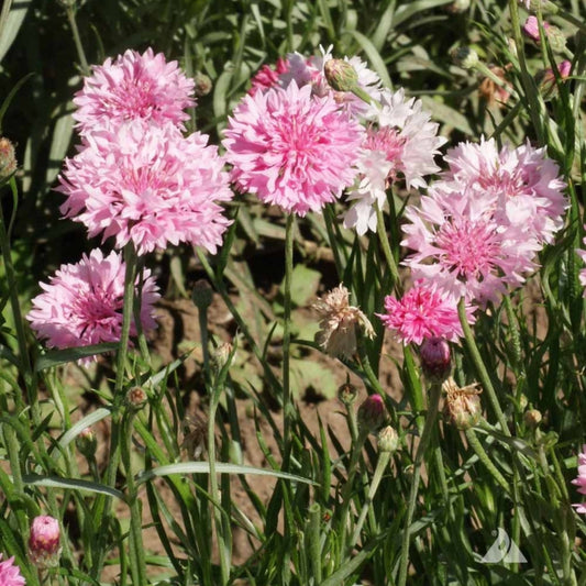 Pink bachelor's button flowers in a field