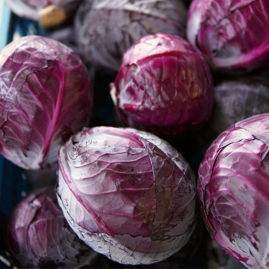 Red Acre Cabbage