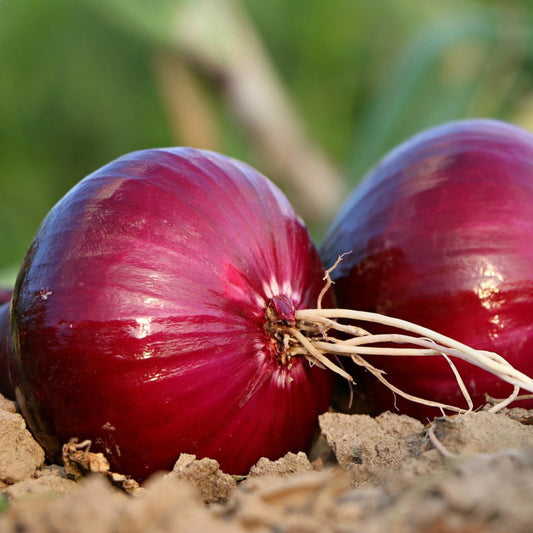 Red Burgundy Onion