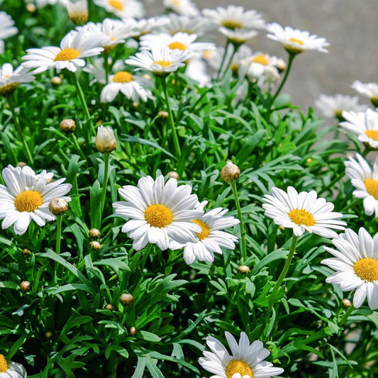 White daisies with yellow centers among green leaves