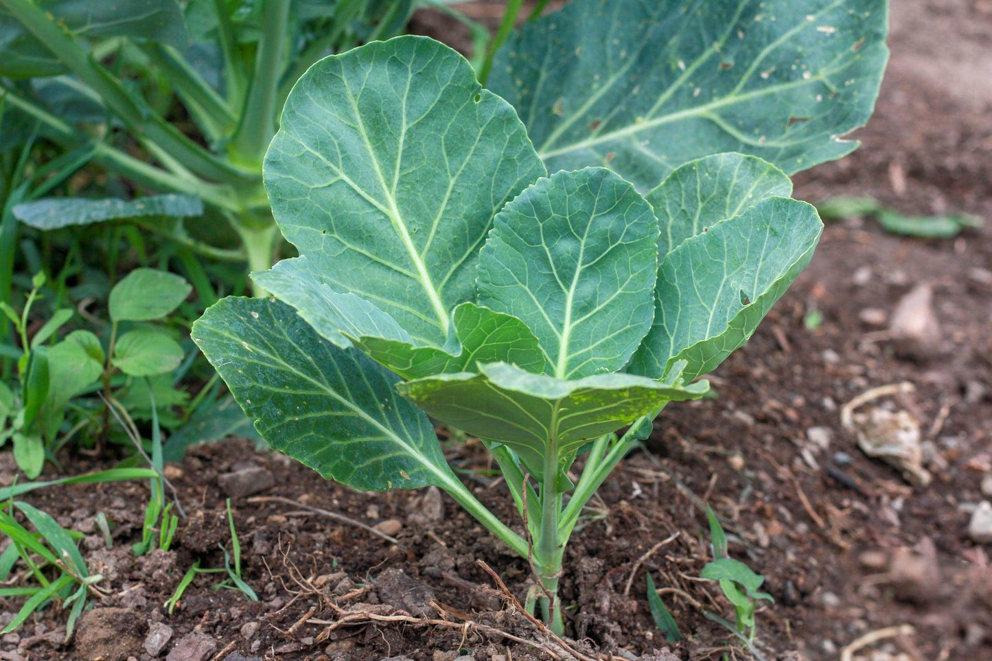 Southern Georgia Collards - Cheap Seeds, LLC
