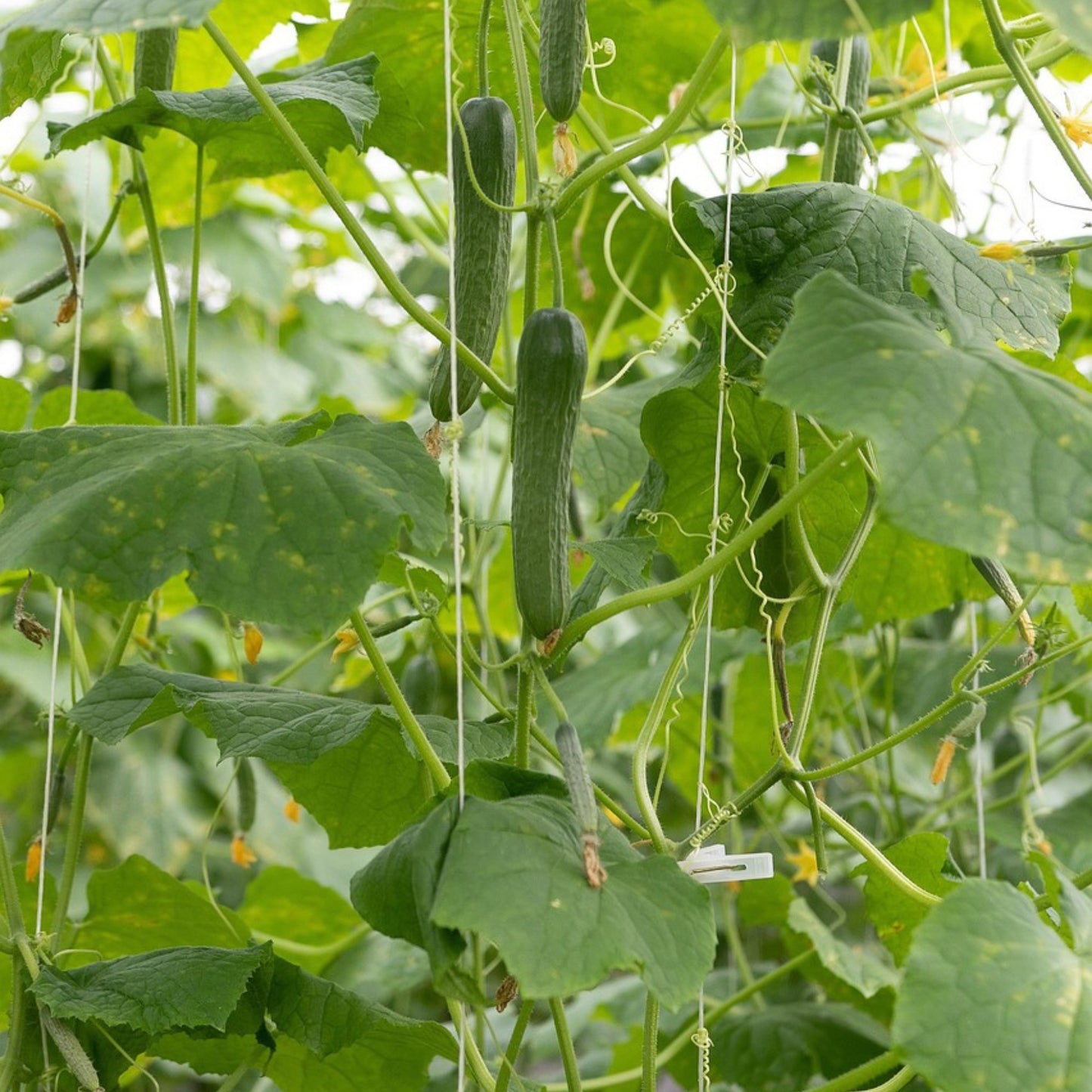 Spacemaster Cucumber