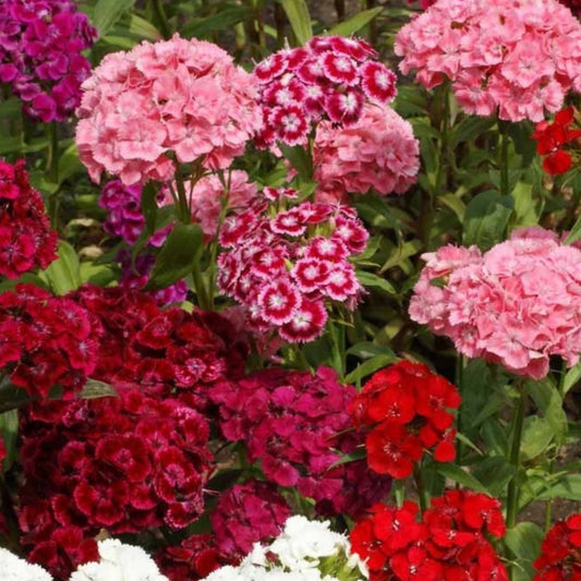 Sweet William flowers blooming in shades of pink, red, burgundy, and white in a colorful cottage garden flower bed.