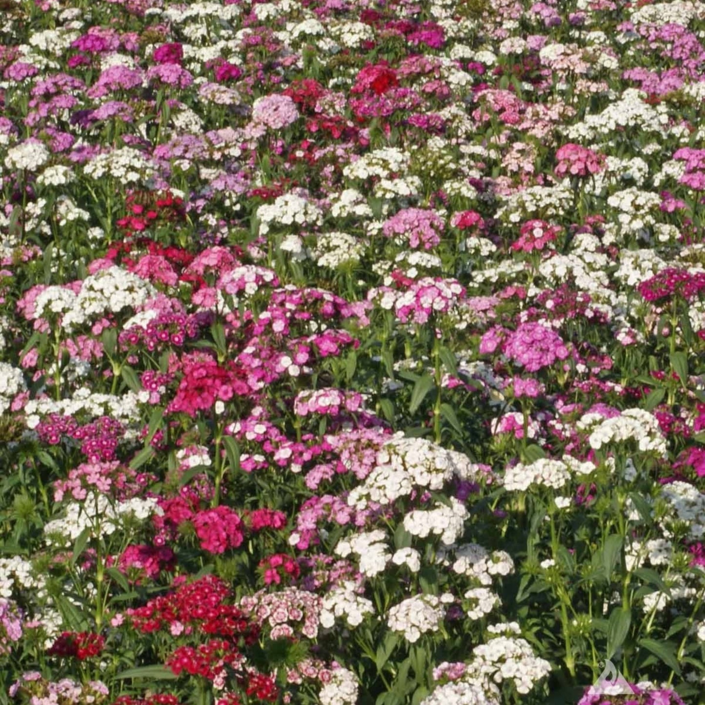 Large field of Sweet William flowers blooming in shades of pink, rose, crimson, and white during summer.