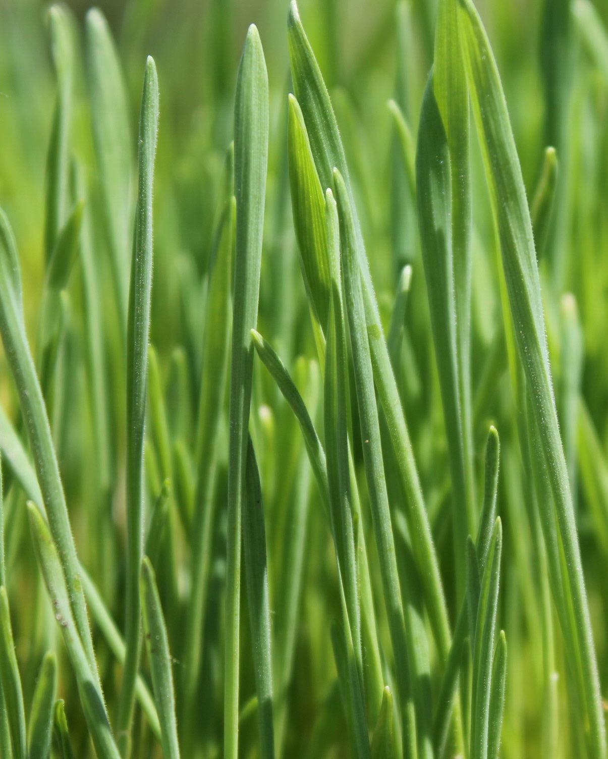 Green wheatgrass shoots growing in a tray