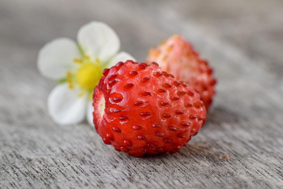 Fruit - Cheap Seeds, LLC