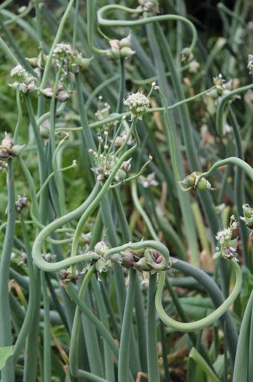 vegetable featured - Cheap Seeds, LLC