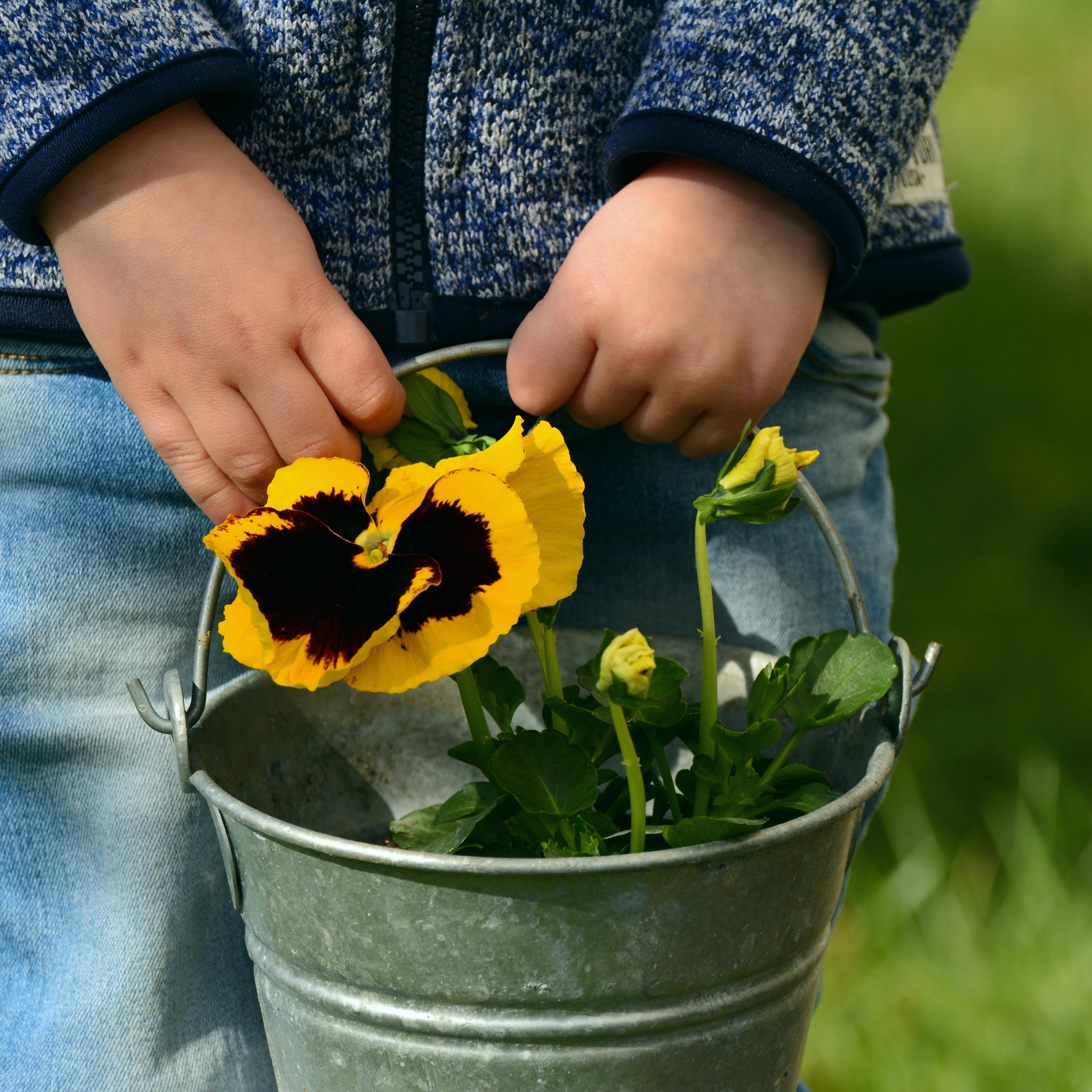 Child holding a metal bucket filled with blooming Giant Swiss Pansies in vibrant shades of purple, yellow, blue, red, and white in a sunny garden setting