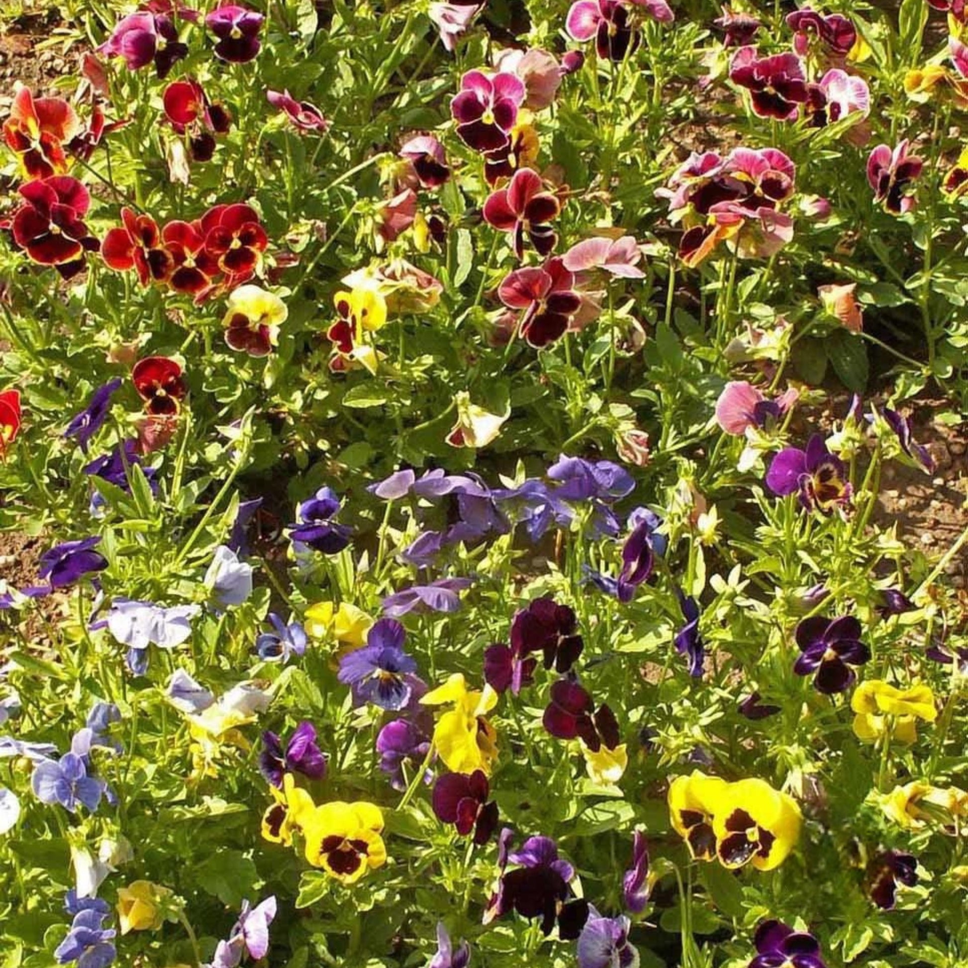 Field filled with blooming Giant Swiss Pansies in vibrant shades of purple, yellow, blue, red, and white creating a colorful spring flower display under sunlight