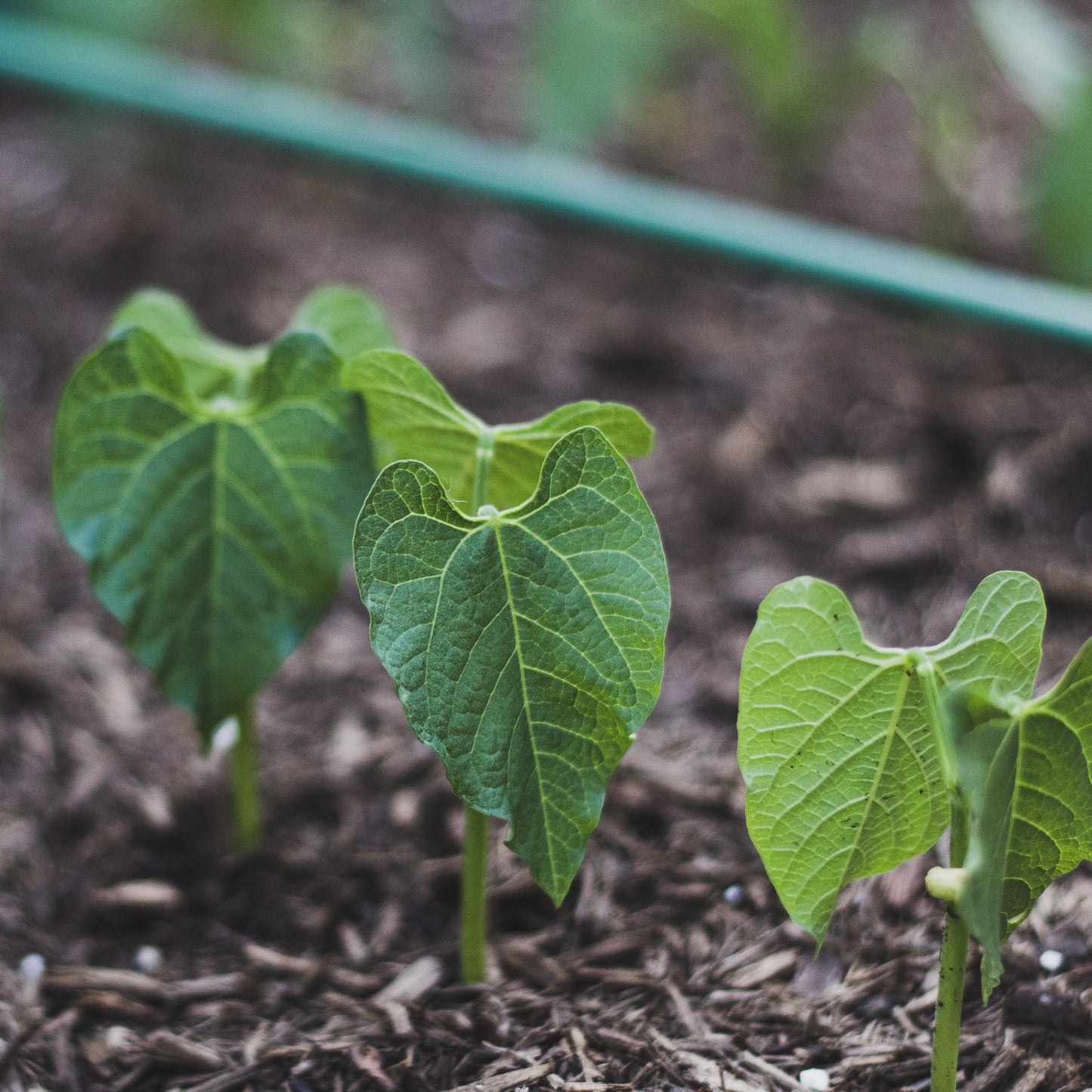 Young heirloom green bean plants growing in a home garden with healthy green leaves