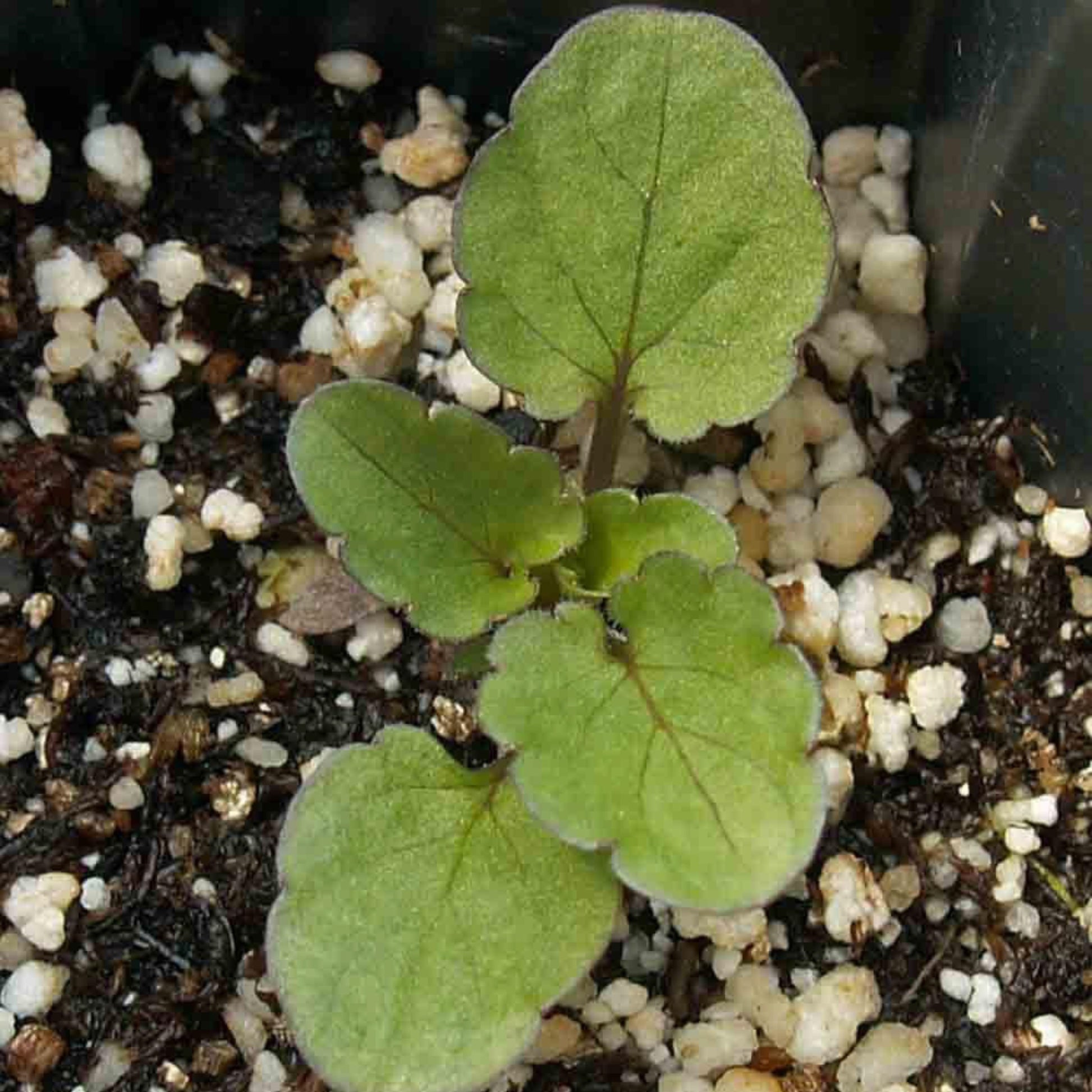 Close-up of a young Giant Swiss Pansy plant with healthy green leaves growing in garden soil before blooming begins