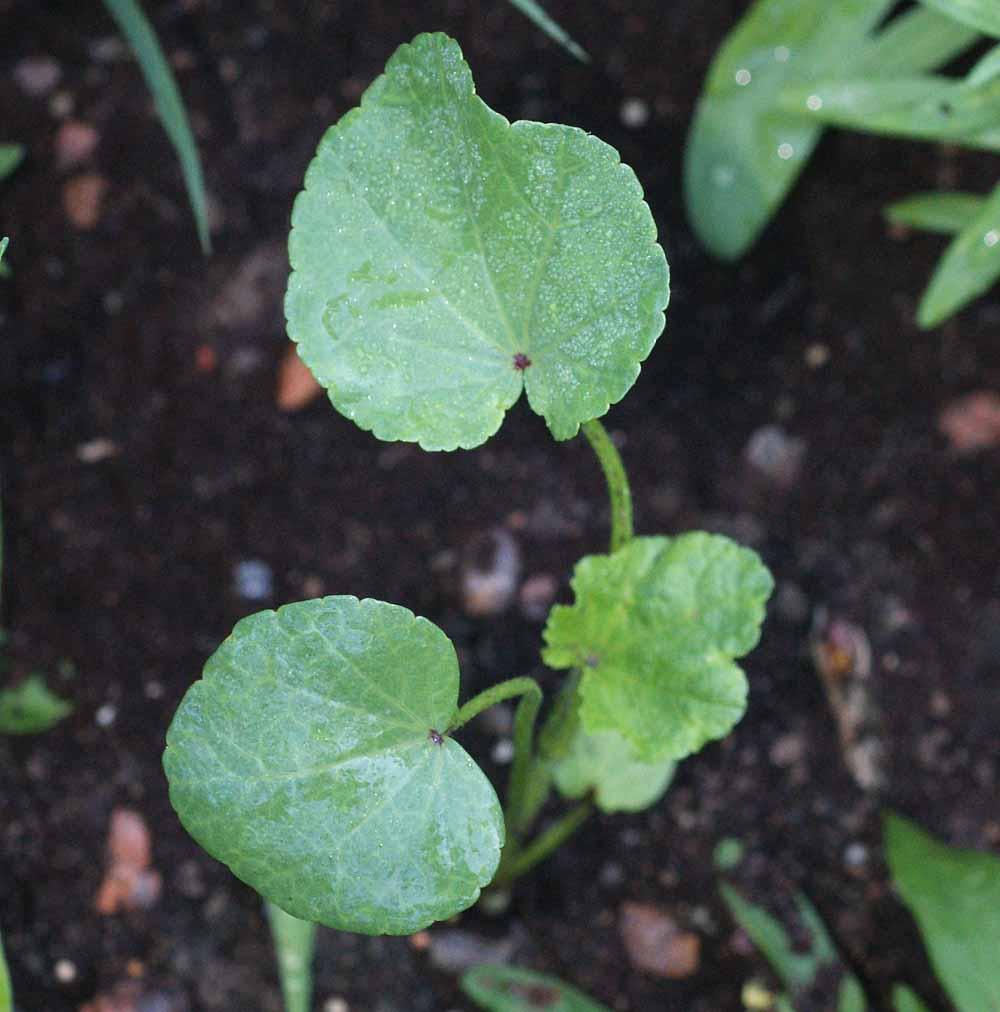 Young Lavatera Rose Mallow seedling with healthy green leaves growing in garden soil before flowering begins