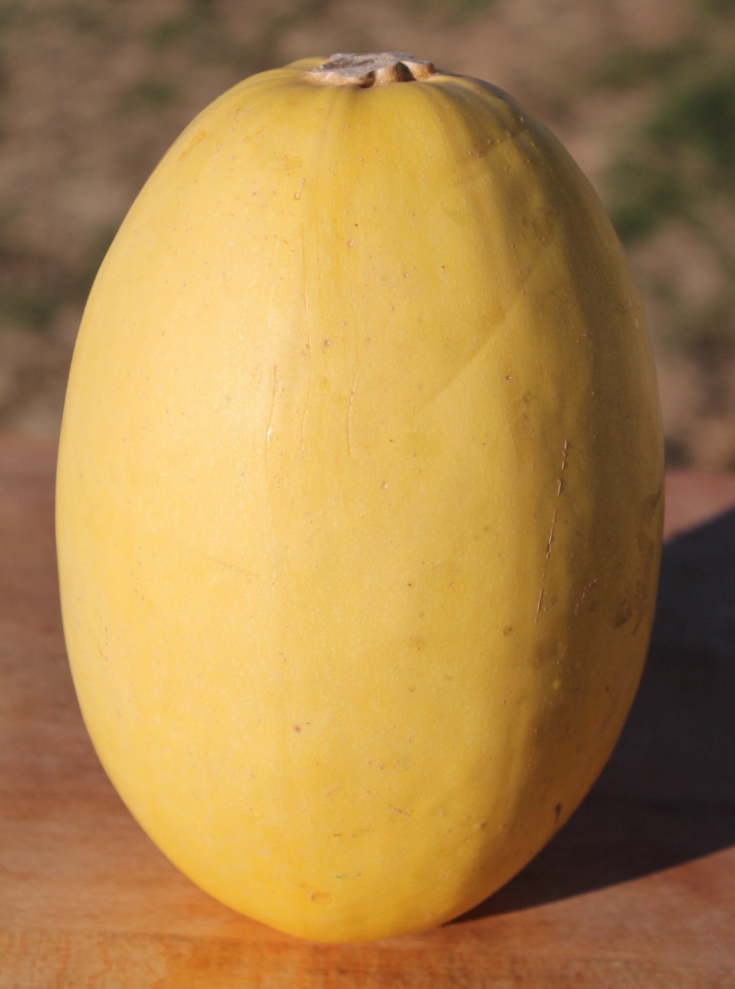 Build Your Own Heirloom Seed Collection