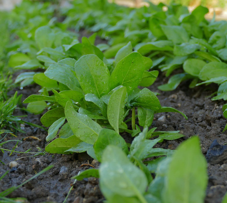Build Your Own Heirloom Seed Collection