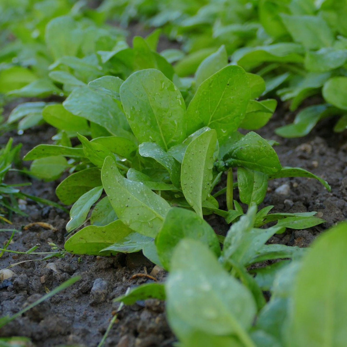 Build Your Own Heirloom Seed Collection