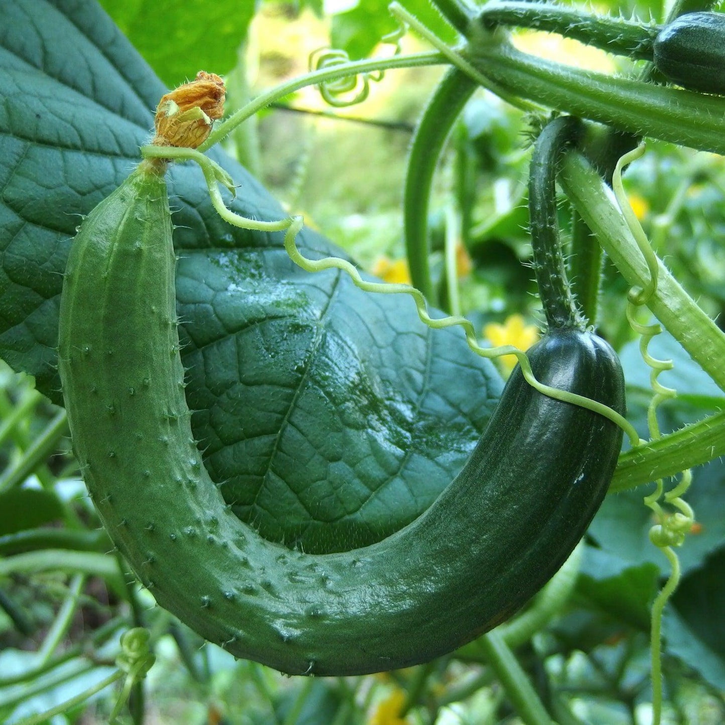 Build Your Own Heirloom Seed Collection