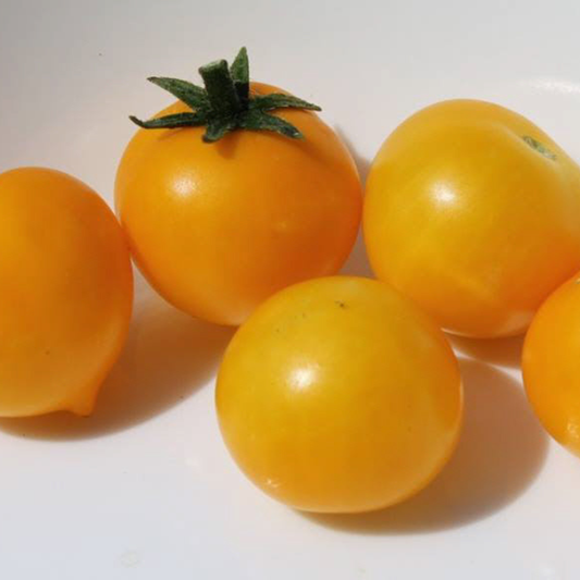 close up of yellow cherry aztec micro dwarf tomatoes