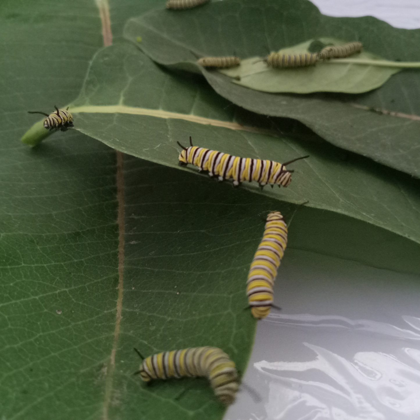 Baby monarch caterpillars eating milkweed leaves