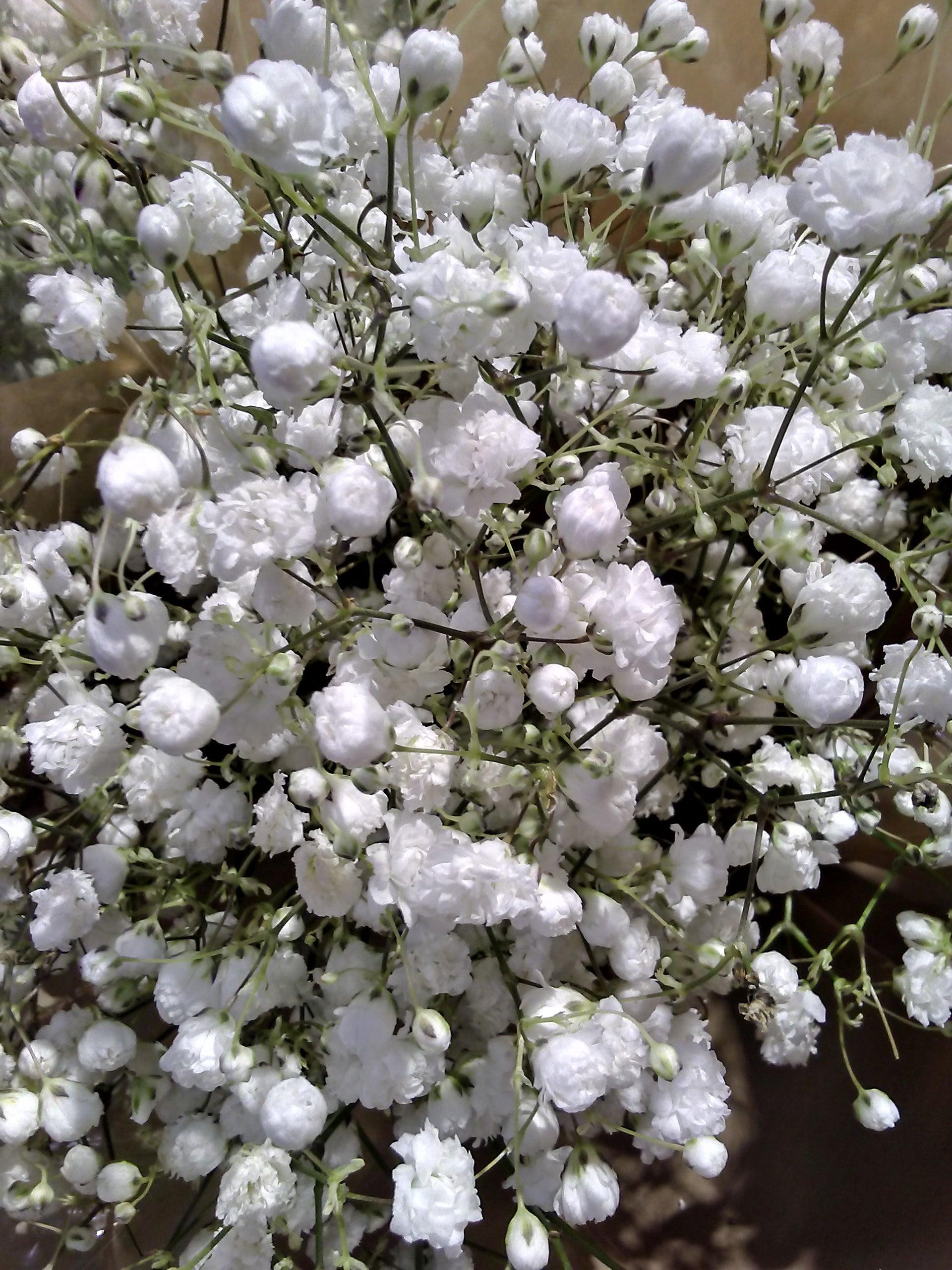 Baby's Breath - Cheap Seeds, LLC