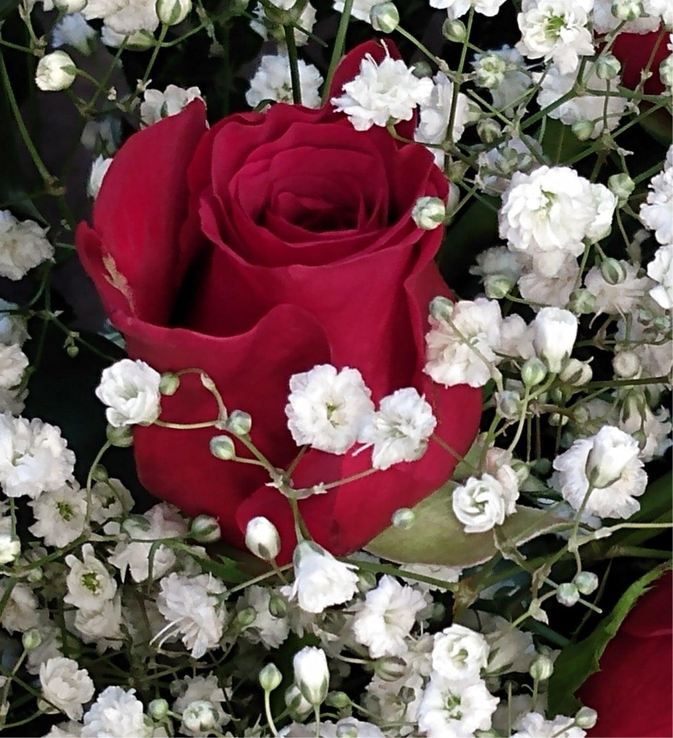 Baby's Breath with Roses - Cheap Seeds, LLC