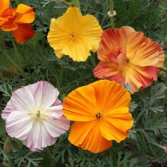 An image displaying vibrant California Poppy Ballerina flowers in shades of peach, orange, and creamy white, with a frilled, ruffled appearance.