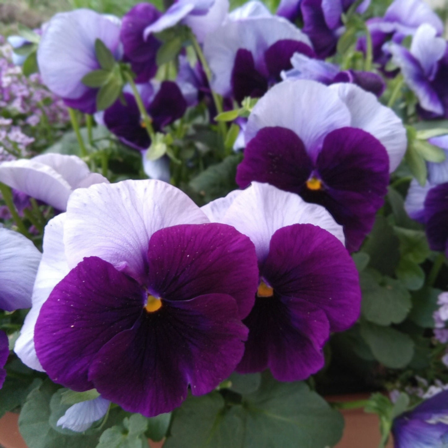 Beaconsfield pansy purple and white bi-color flowers close up