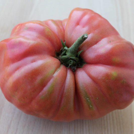Bear Claw Tomato