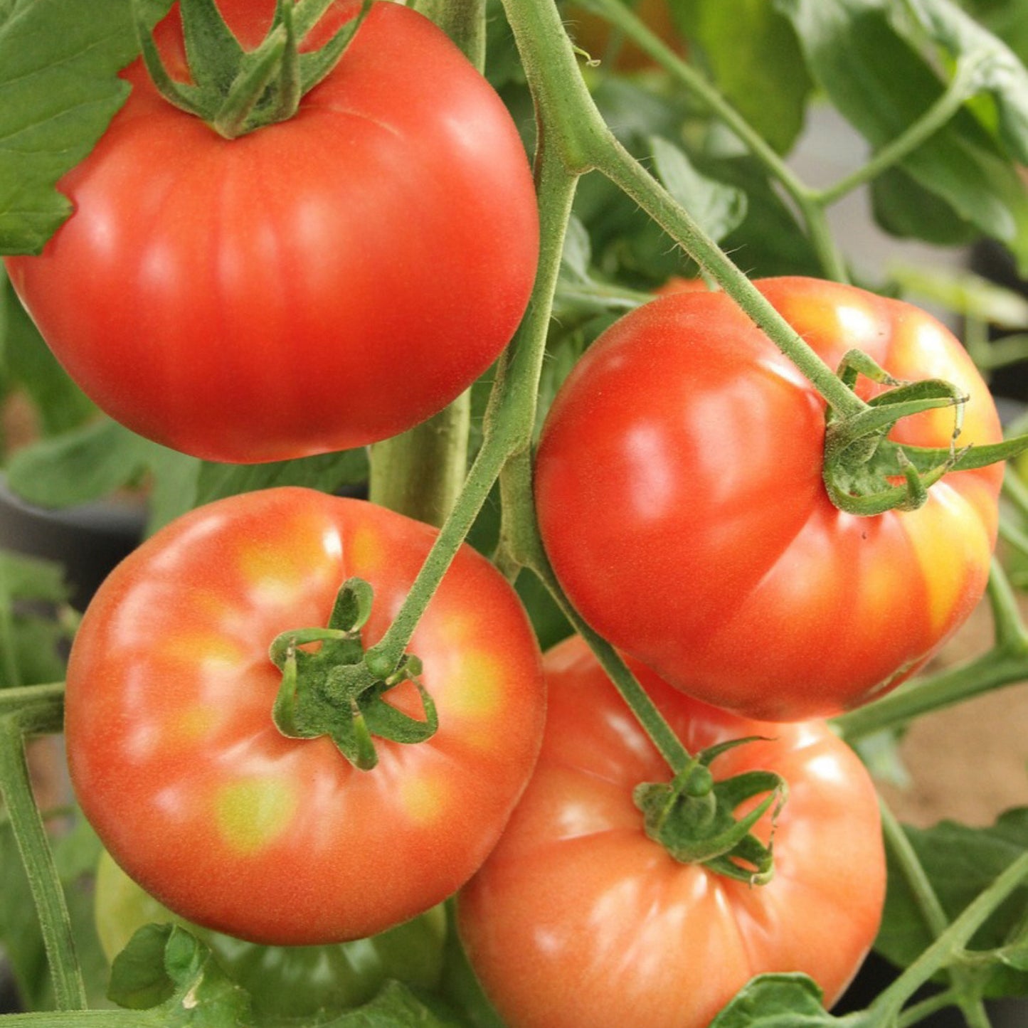 Build Your Own Heirloom Seed Collection
