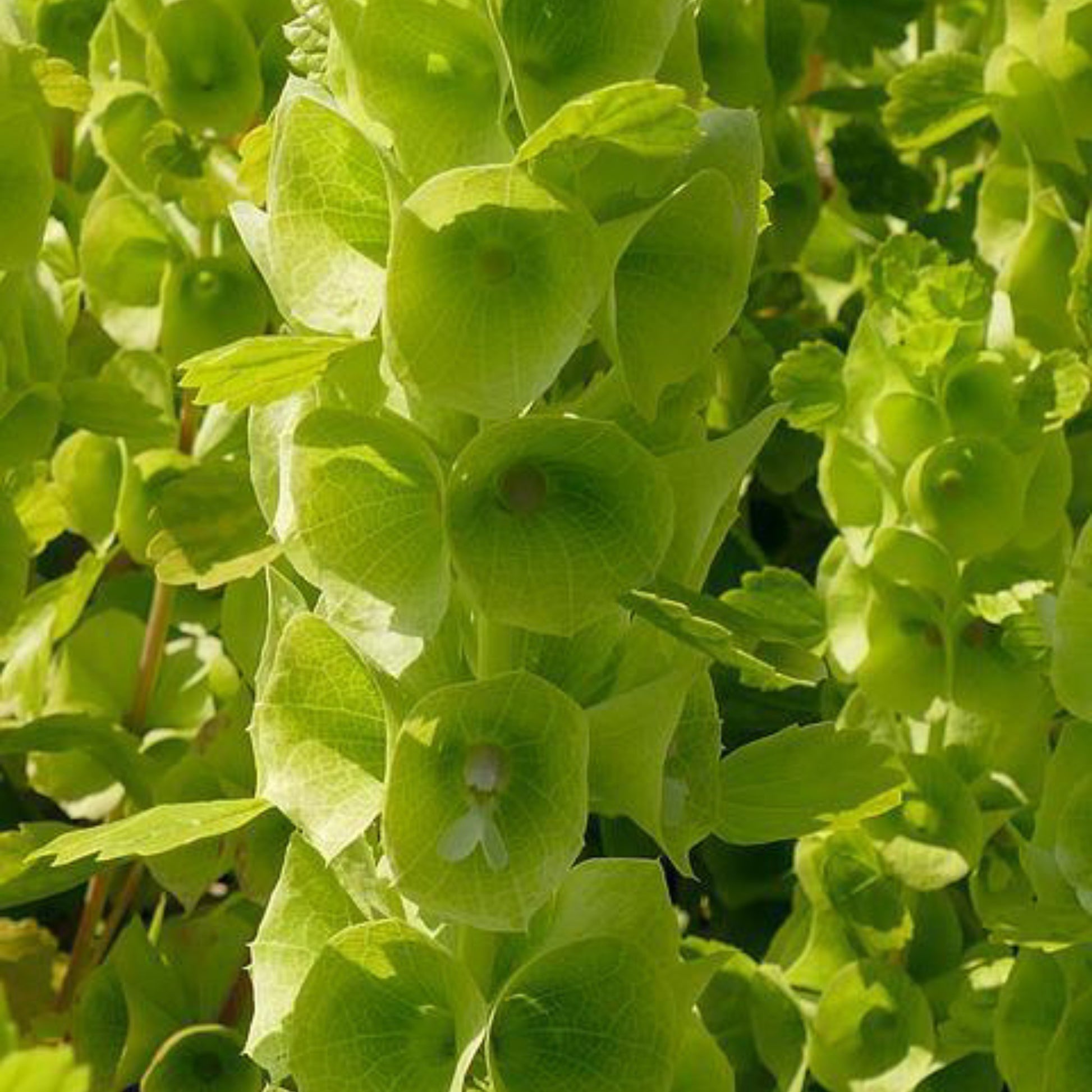Tall green Bells of Ireland flowers with bell-shaped blooms growing in a cottage garden