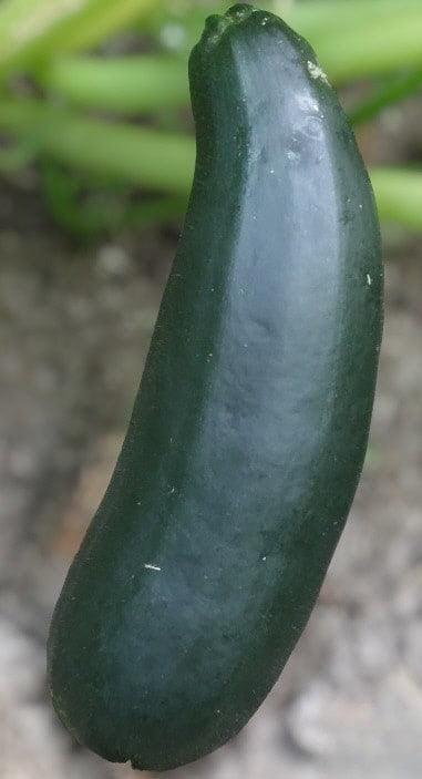 Black Beauty Summer Squash Zucchini - Cheap Seeds, LLC