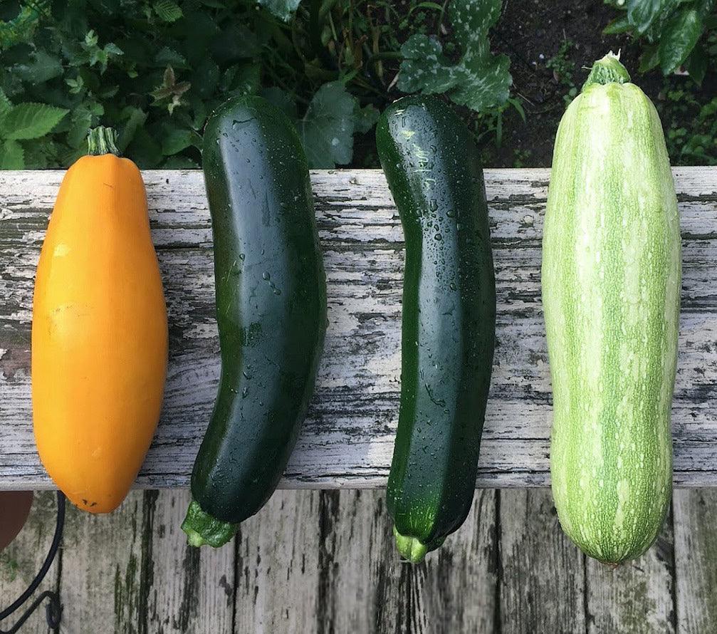 Garden Zucchini