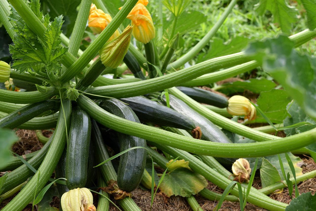 Zucchini growing