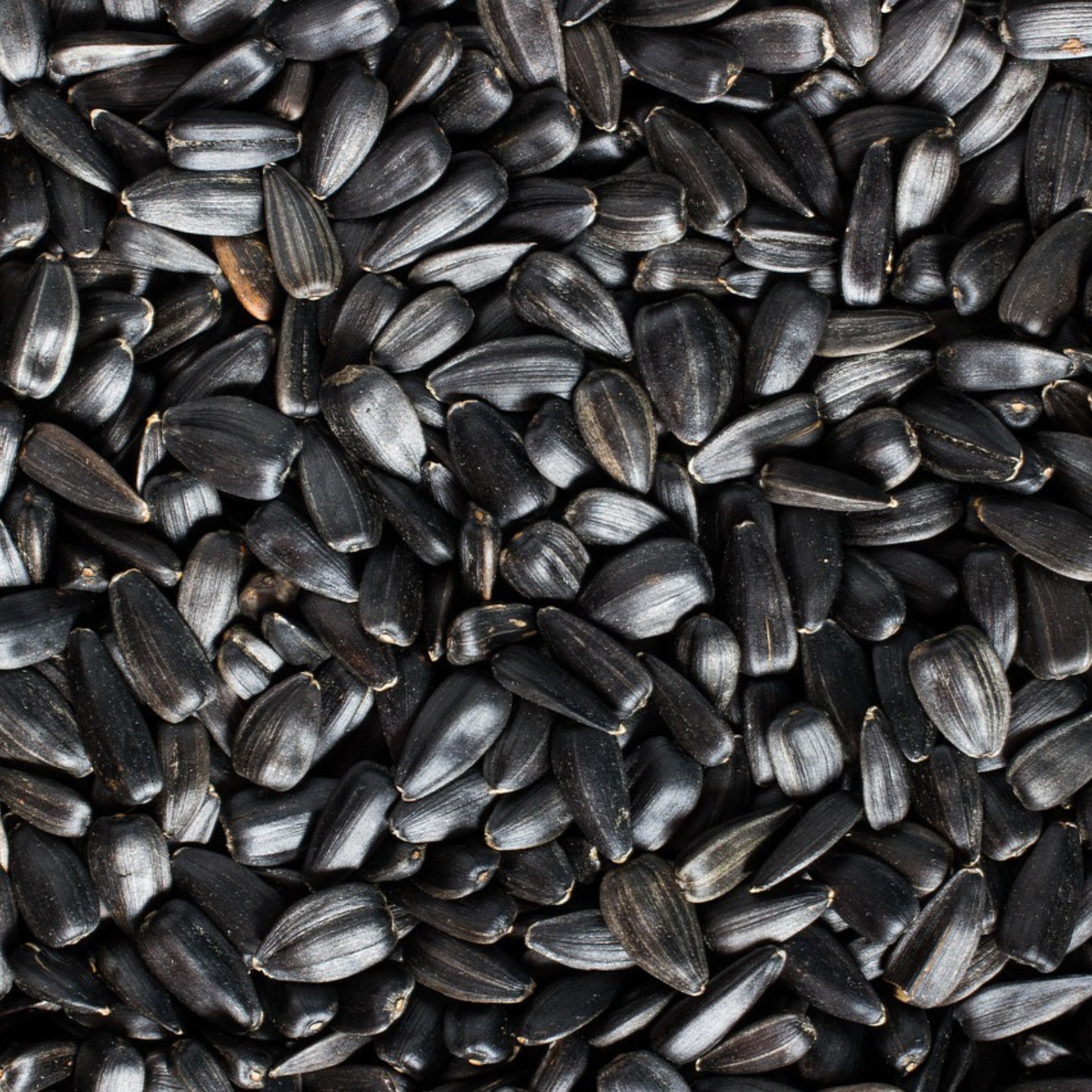 Close-up of black oil sunflower seeds, premium heirloom seeds for home gardens, pollinator-friendly landscapes, and attracting wild birds.