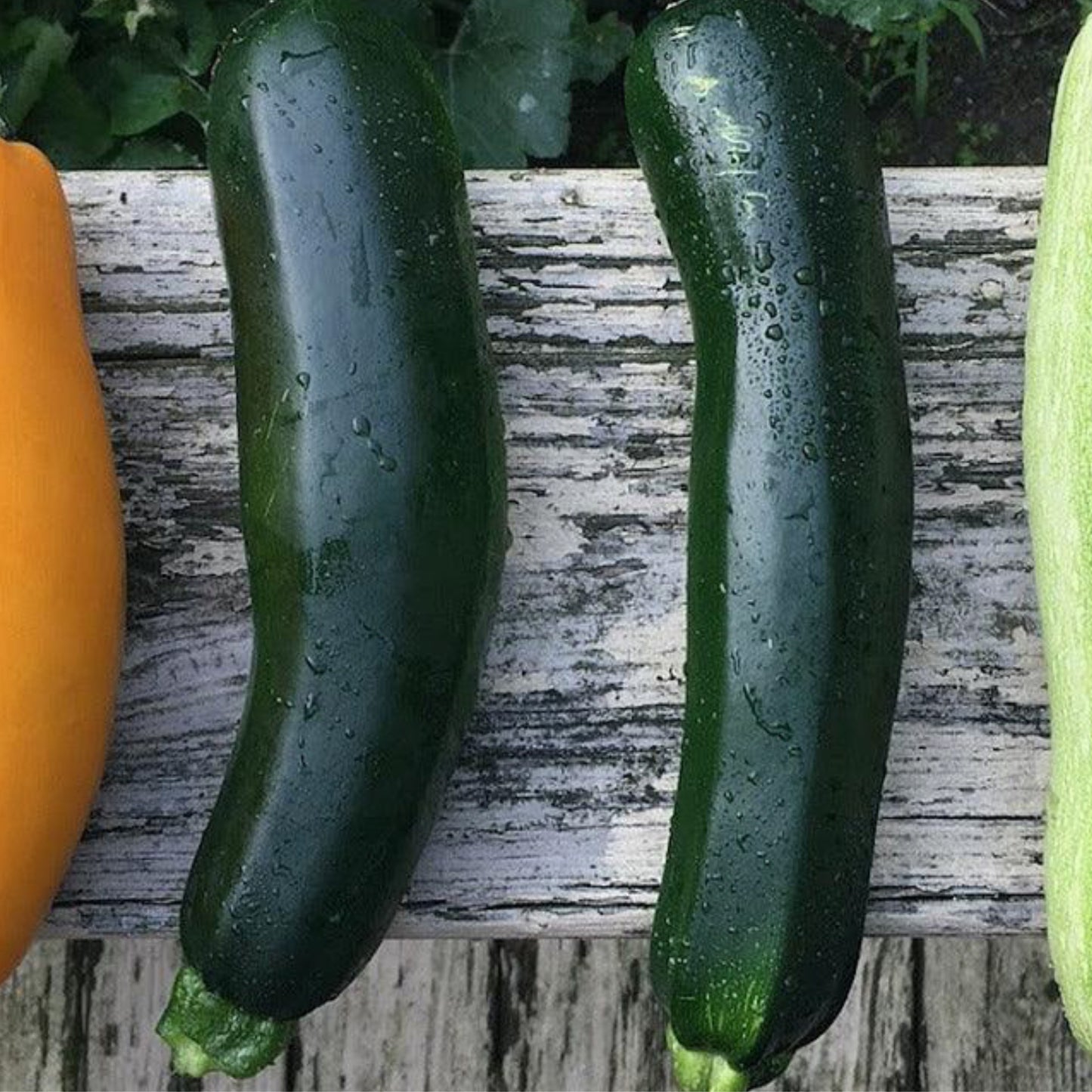 Build Your Own Heirloom Seed Collection