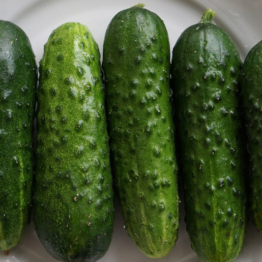 Boston Pickling Cucumber